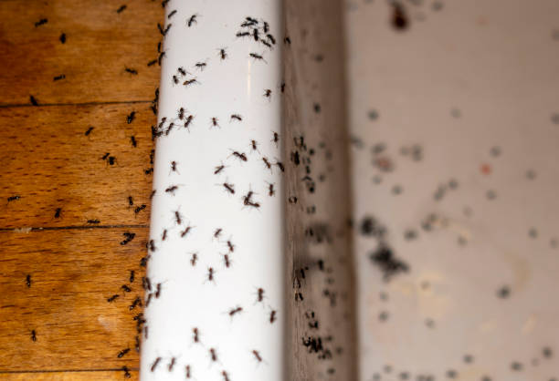 Best Insect Control  in Paden City, WV