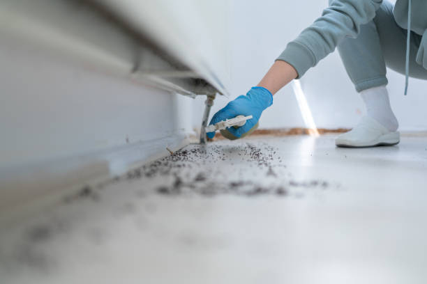Best Wasp Removal Services  in Paden City, WV